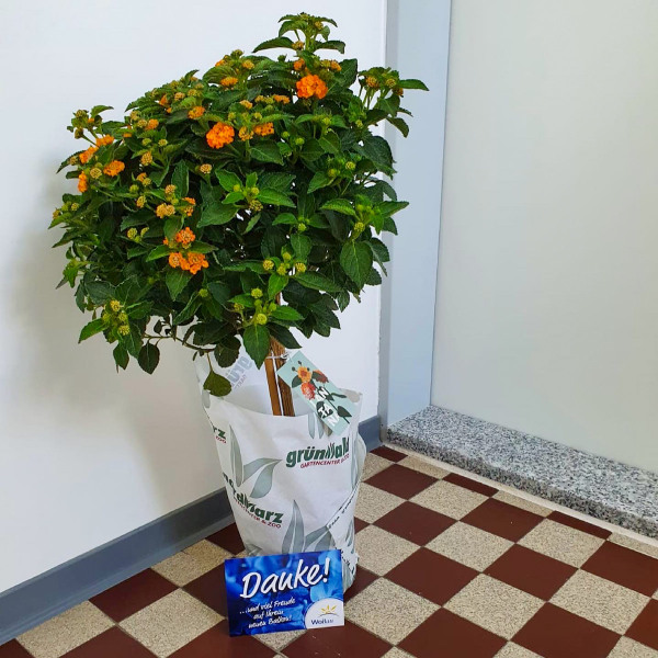 Single wohnung wolfenbüttel