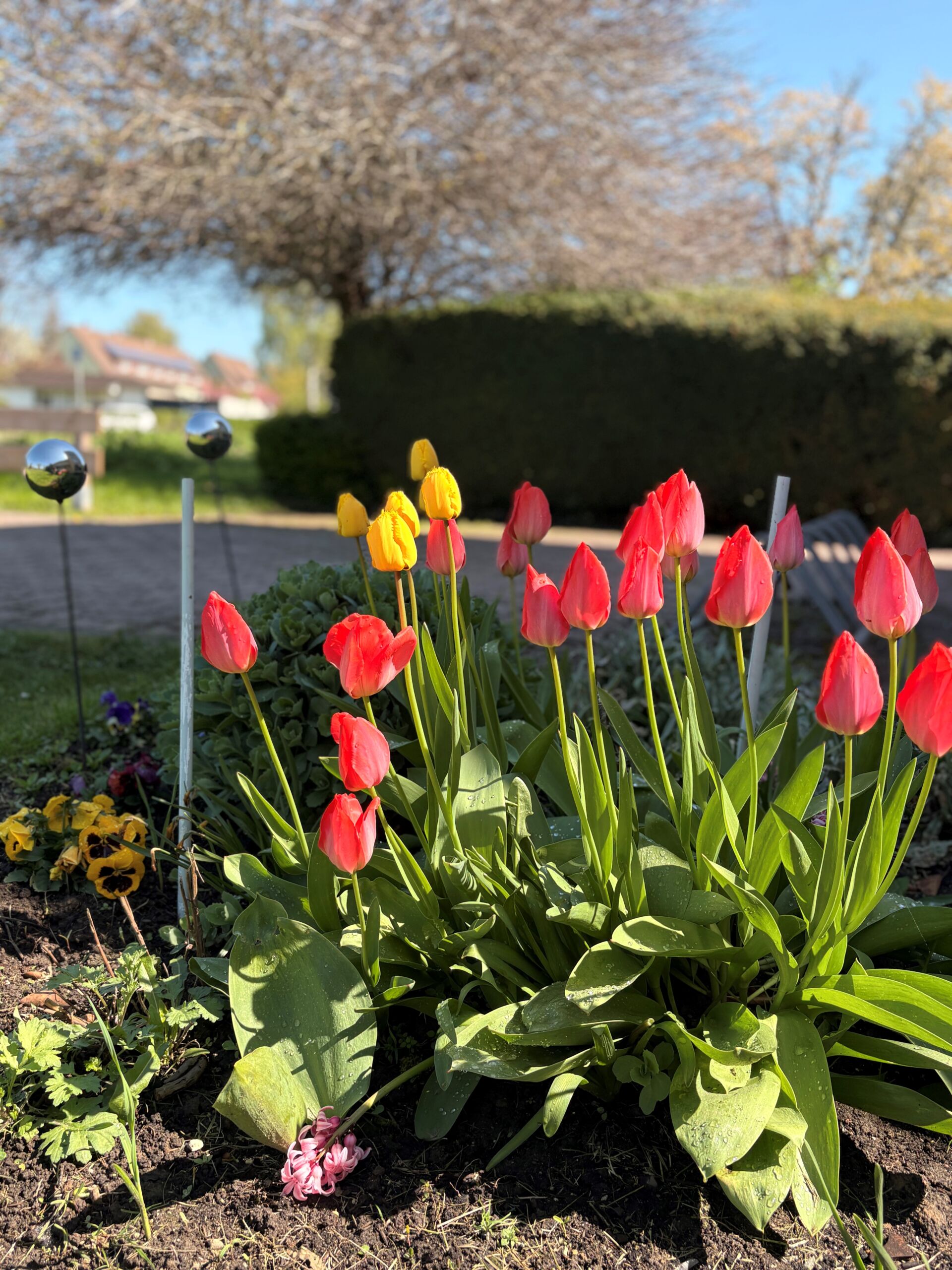 Tulpen im Eingangsbereich eines Wohnhauses