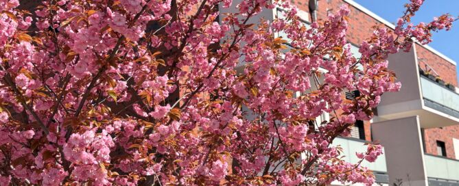 Kirschbaum vor einem Wohnhaus Am Rodeland