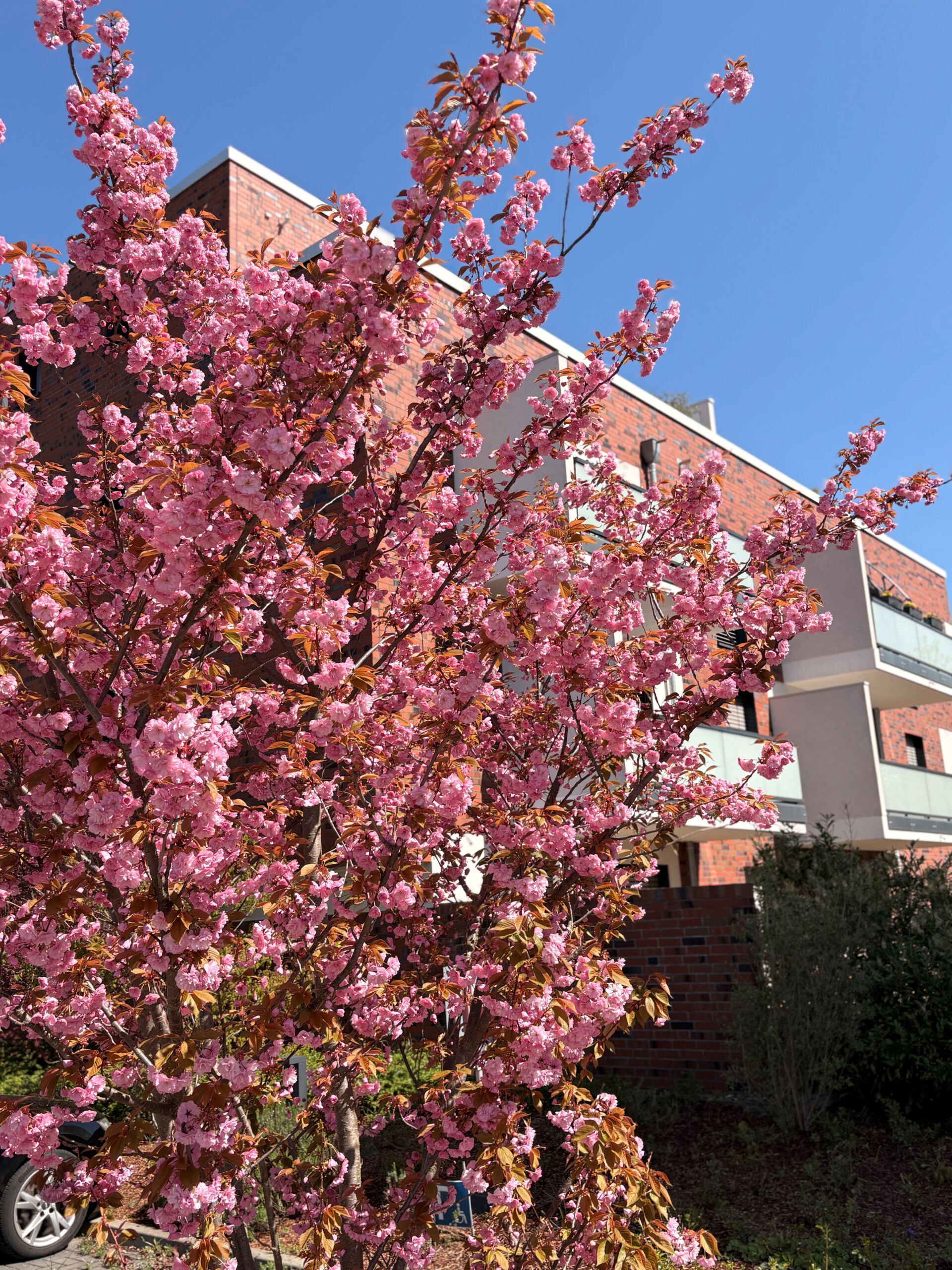 Kirschbaum vor einem Wohnhaus Am Rodeland